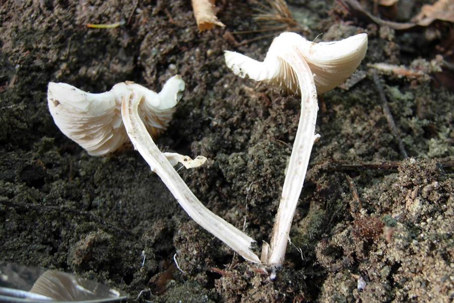 Xerocomus ferrugineus?  Lepiota sp?